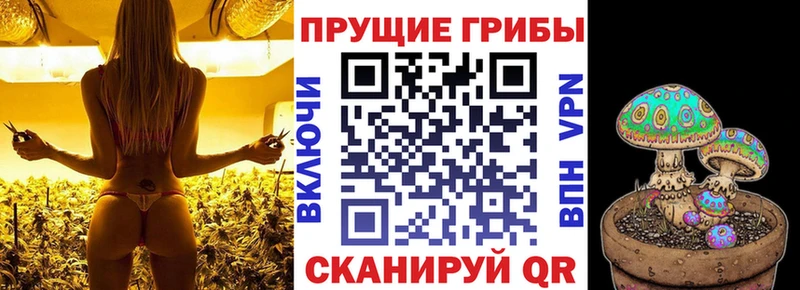 Псилоцибиновые грибы мицелий  Иланский 